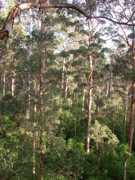 Karri Forest